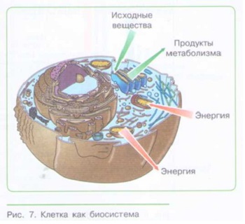 УРОВНИ ОРГАНИЗАЦИИ ЖИВОЙ ПРИРОДЫ. РОЛЬ БИОЛОГИИ В ФОРМИРОВАНИИ КАРТИНЫ МИРА_002